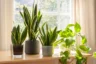 indoor gardens Columbus Ohio